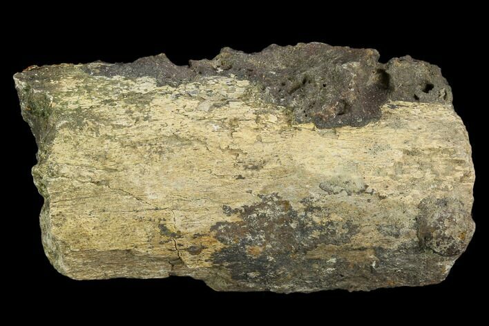 Unidentified Fossil Bone Section - North Dakota #120544